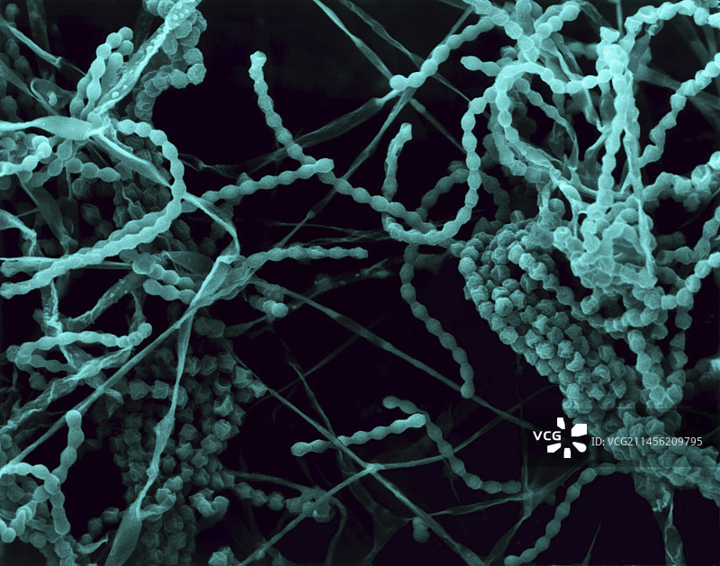 青霉菌的霉菌、菌丝和孢子囊扫描电镜图图片素材