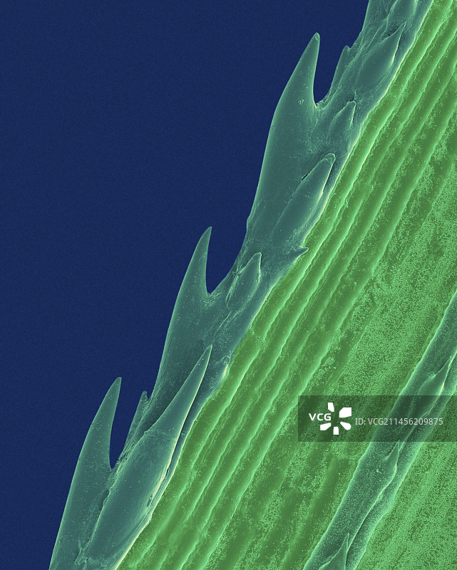 草叶边缘，扫描电镜图片素材