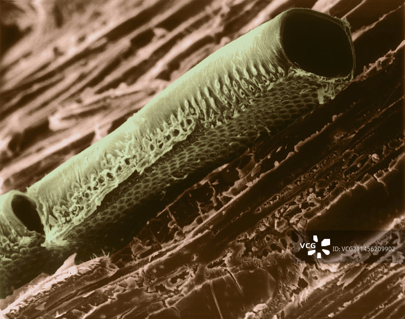 传导植物容器元素 (Cercocarpus sp.)，SEM图片素材