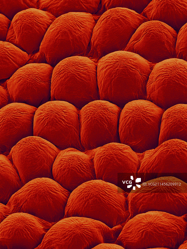 玫瑰花瓣上表面扫描电镜图图片素材