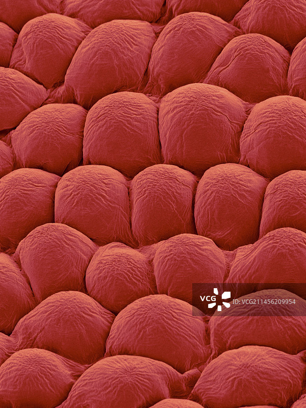 玫瑰花瓣上表面扫描电镜图图片素材