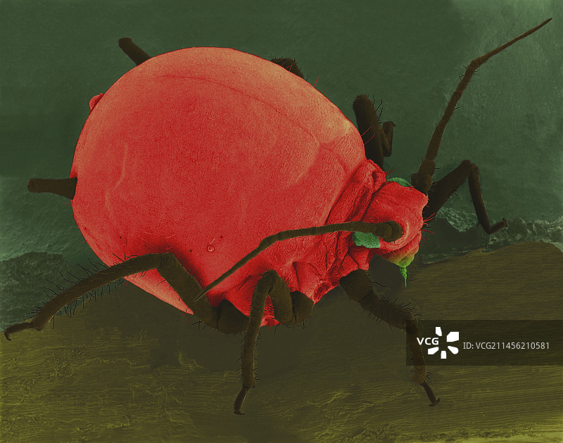 叶子上的棉蚜（扫描电镜）图片素材