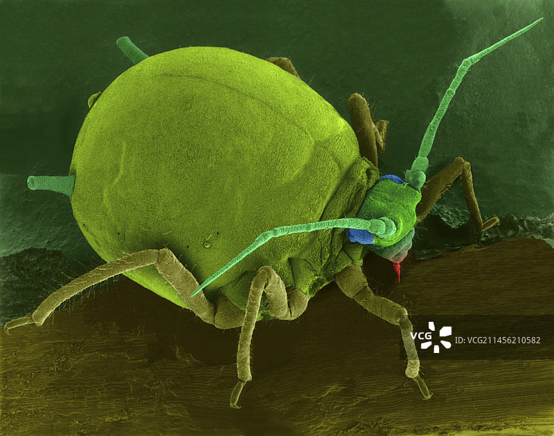 叶子上的棉蚜（扫描电镜）图片素材