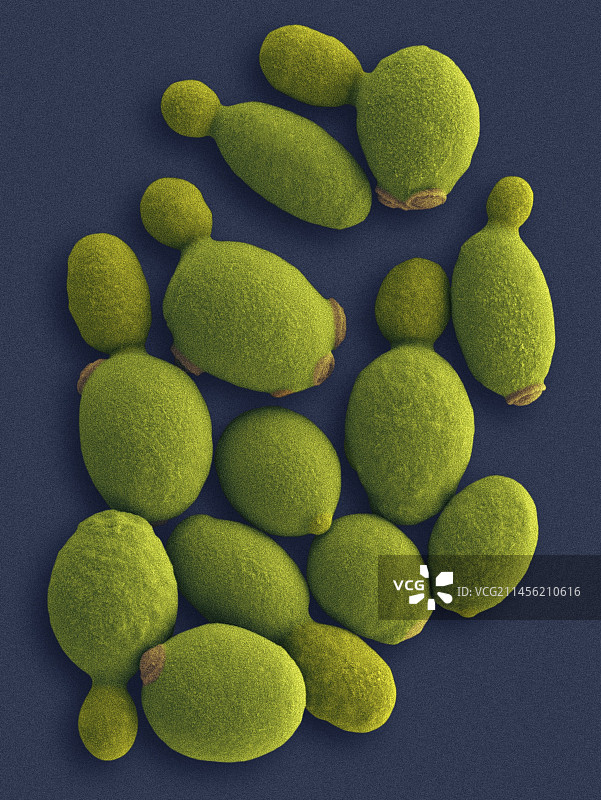 甲基营养型酵母（Komagataella phaffii）扫描电镜图图片素材