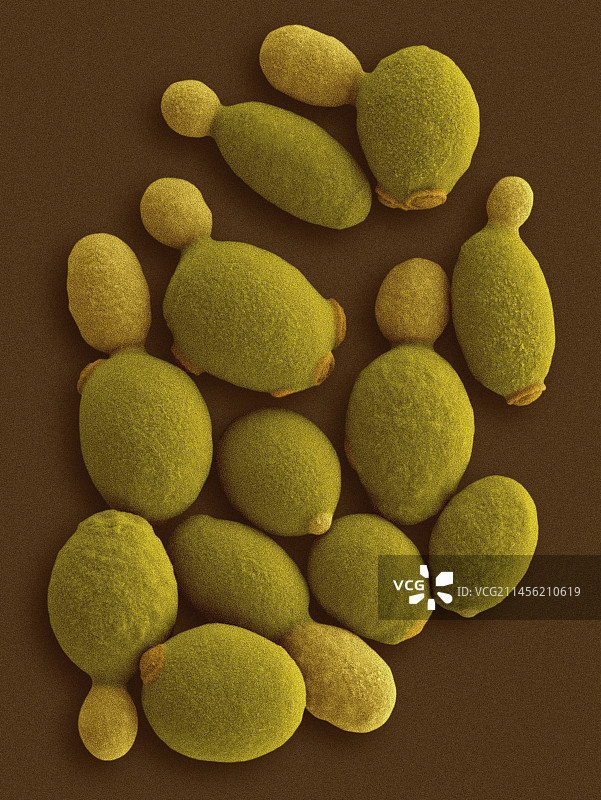 甲基营养型酵母（Komagataella phaffii）扫描电镜图图片素材