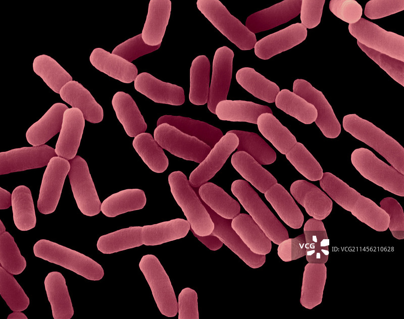 大肠杆菌，细菌，扫描电镜图片素材