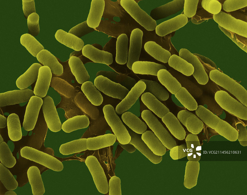 大肠杆菌，细菌，扫描电镜图片素材