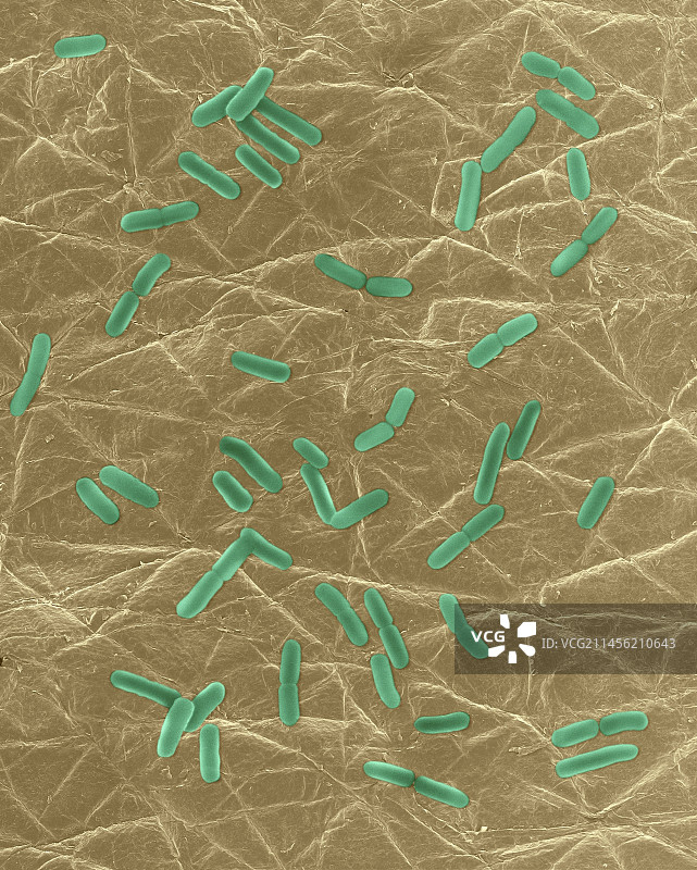 人皮肤表面上的大肠杆菌，扫描电镜照片图片素材