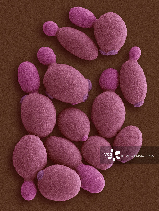 甲基营养型酵母（Komagataella phaffii）扫描电镜图图片素材