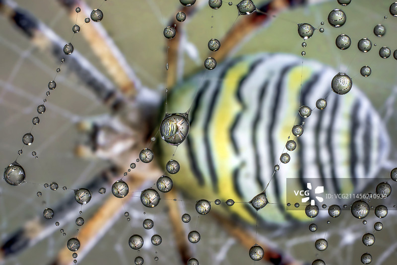 蜘蛛网上晶莹的露珠图片素材