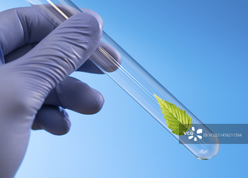 科学家手持带绿叶的试管图片素材