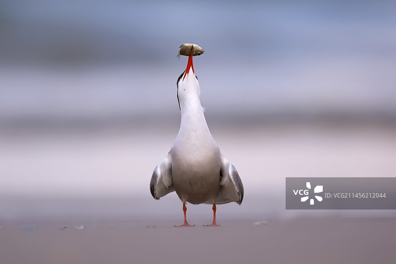 普通燕鸥图片素材