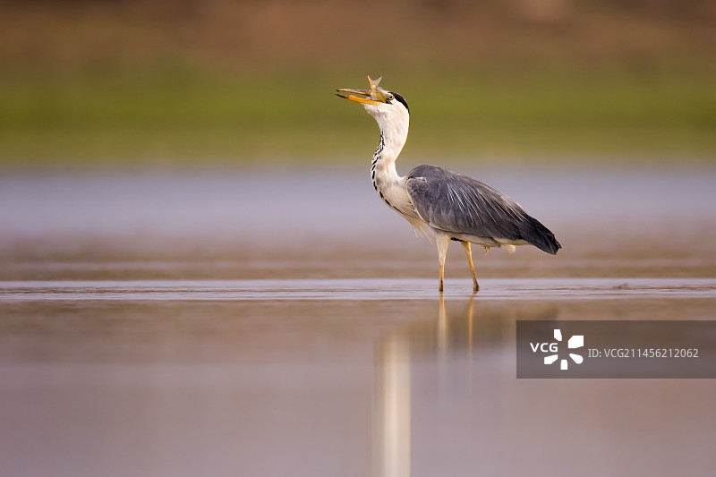 灰鹭(Ardea cinerea)图片素材