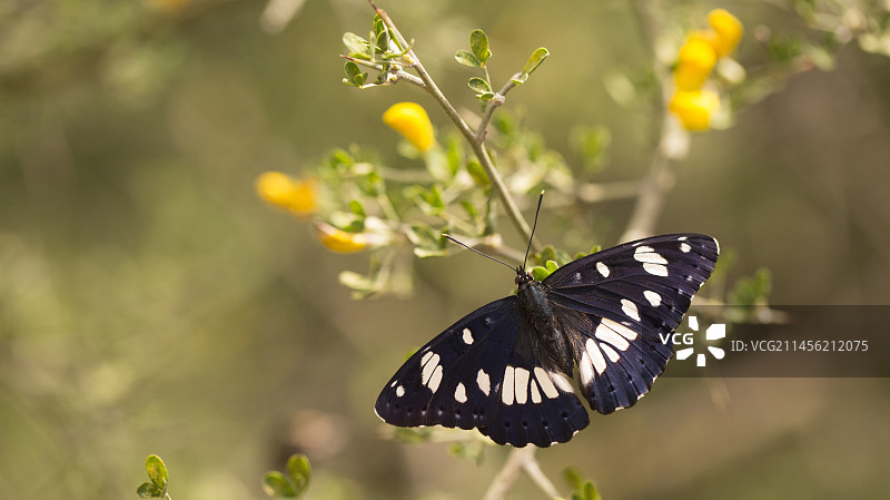 南方白 admir蝴蝶图片素材