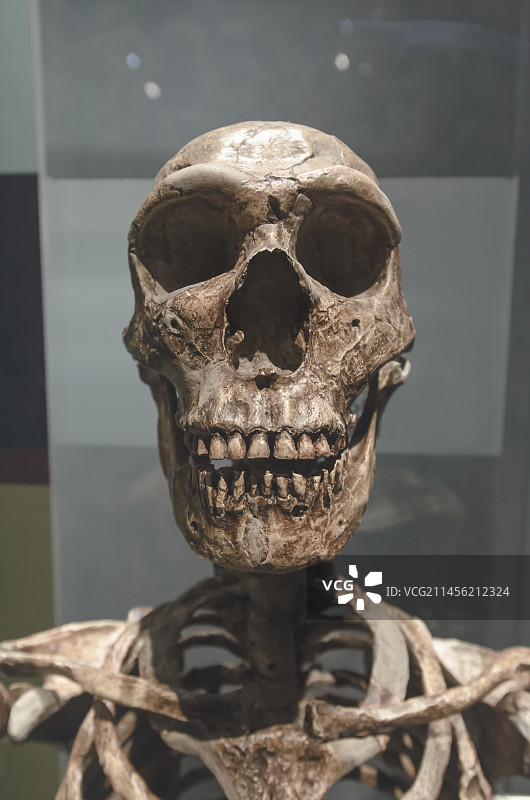 史前骨骼图片素材