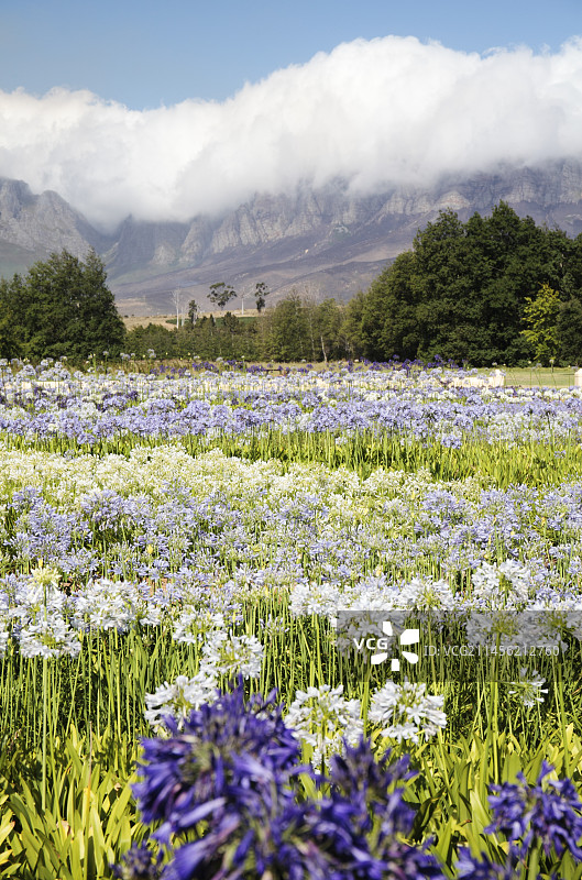混合百子莲图片素材