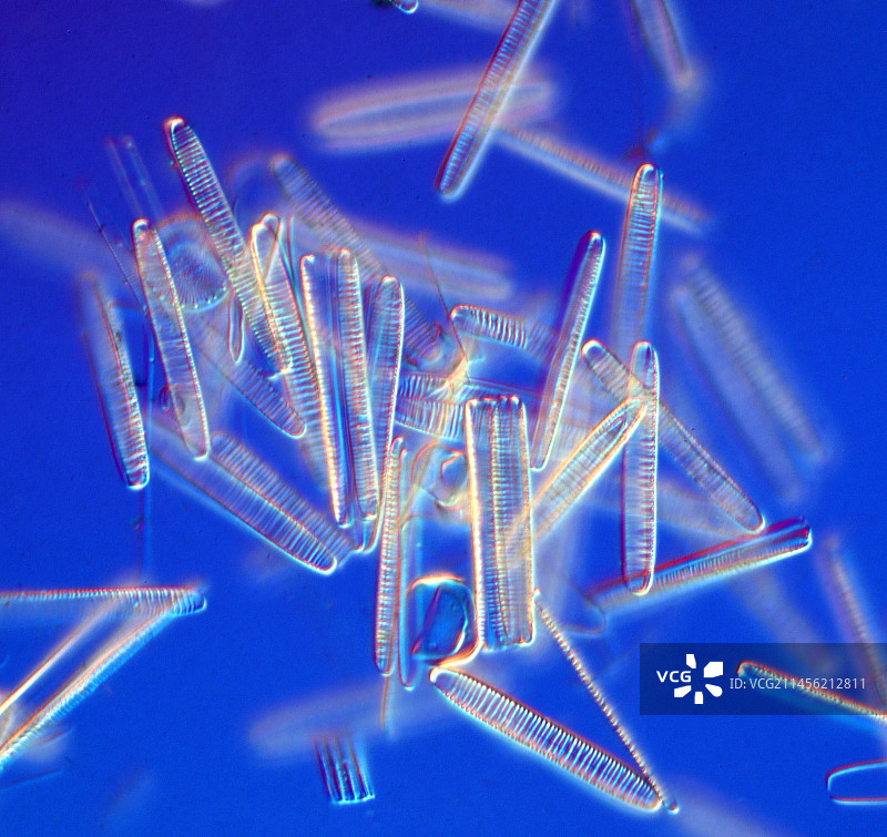 羽状淡水硅藻显微照片图片素材