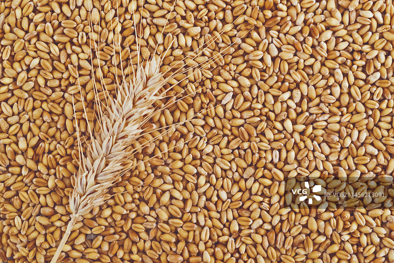 麦穗和谷物图片素材