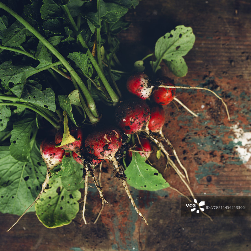 新鲜采摘的有机小萝卜图片素材