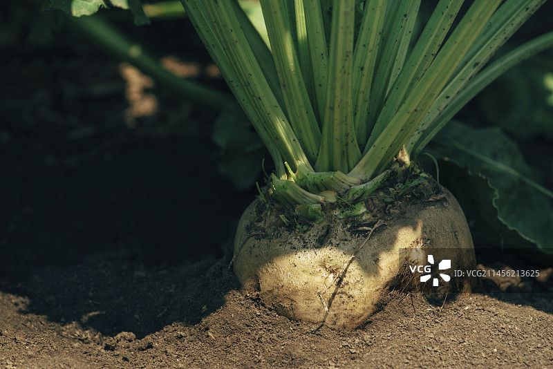 地里的甜菜根图片素材