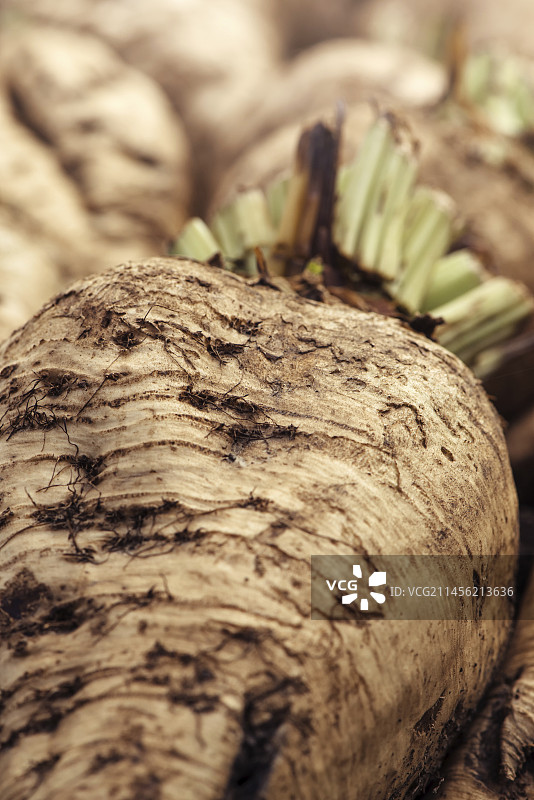 收获的甜菜作物图片素材