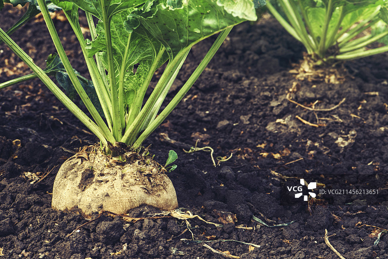 甜菜根图片素材