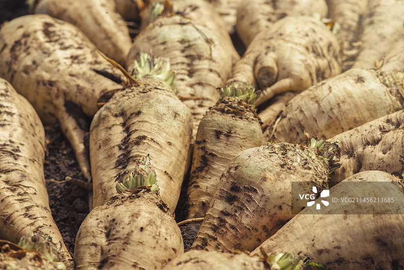 收获的甜菜图片素材