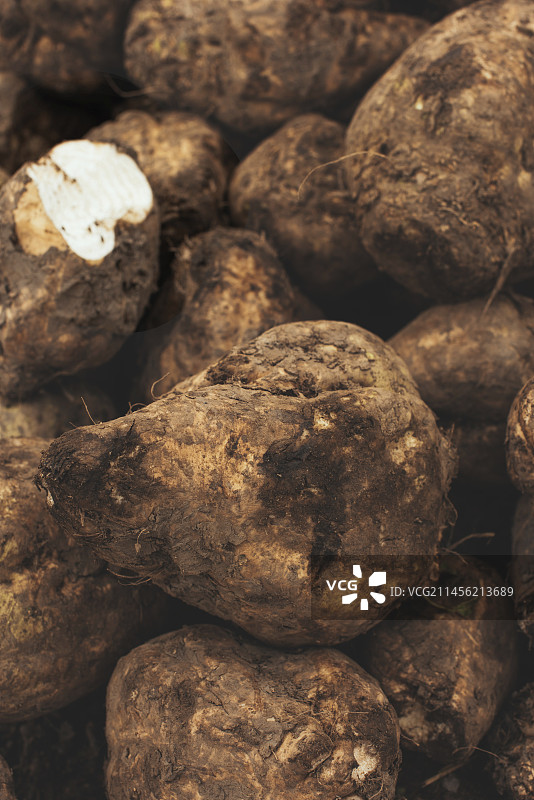 收获的甜菜图片素材