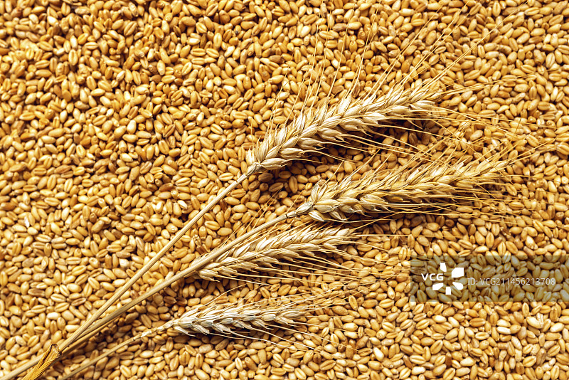 麦穗和谷物图片素材