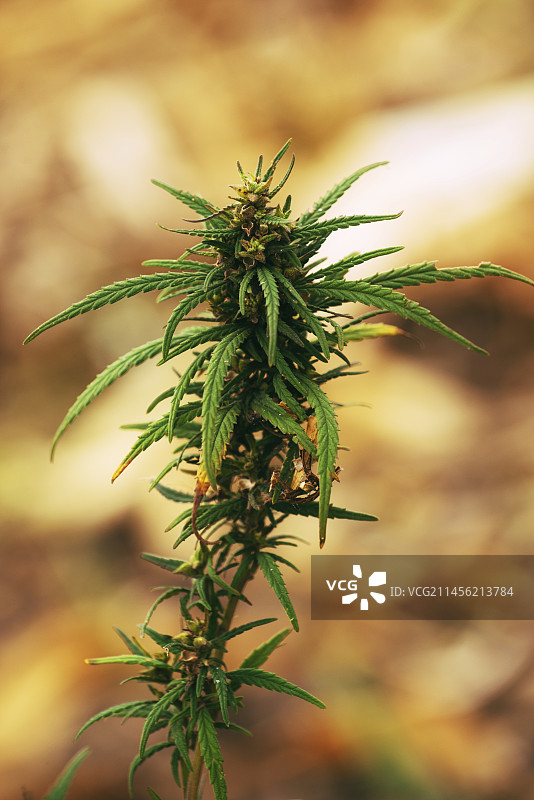 人工种植的大麻植物图片素材