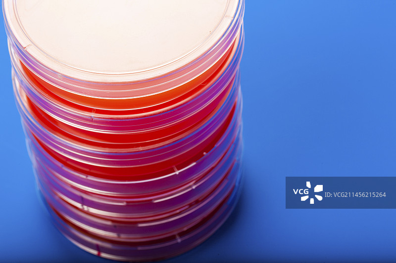 含血琼脂的培养皿图片素材