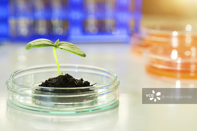 植物研究概念图图片素材