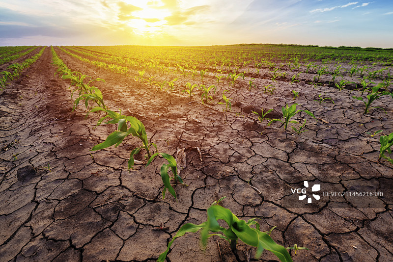 田地里的幼玉米植株图片素材