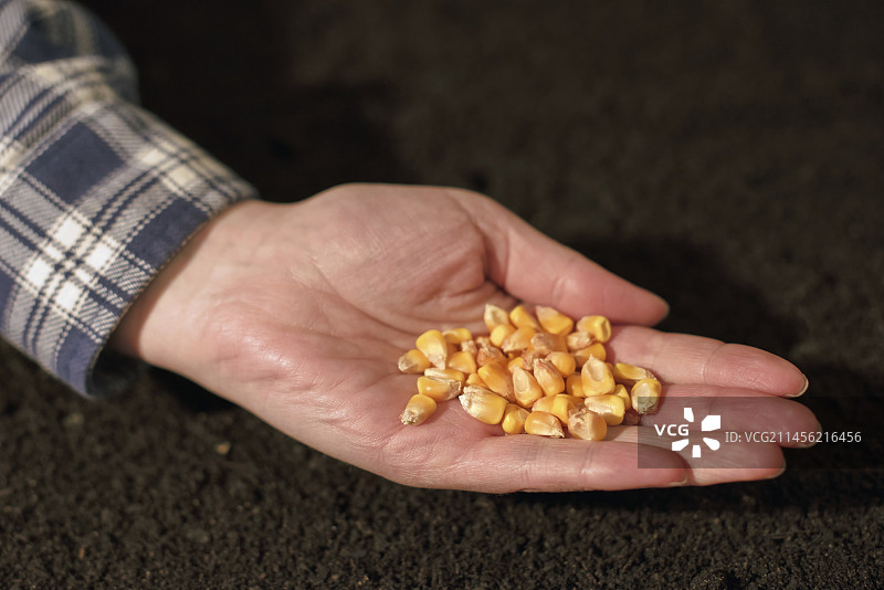玉米种子图片素材