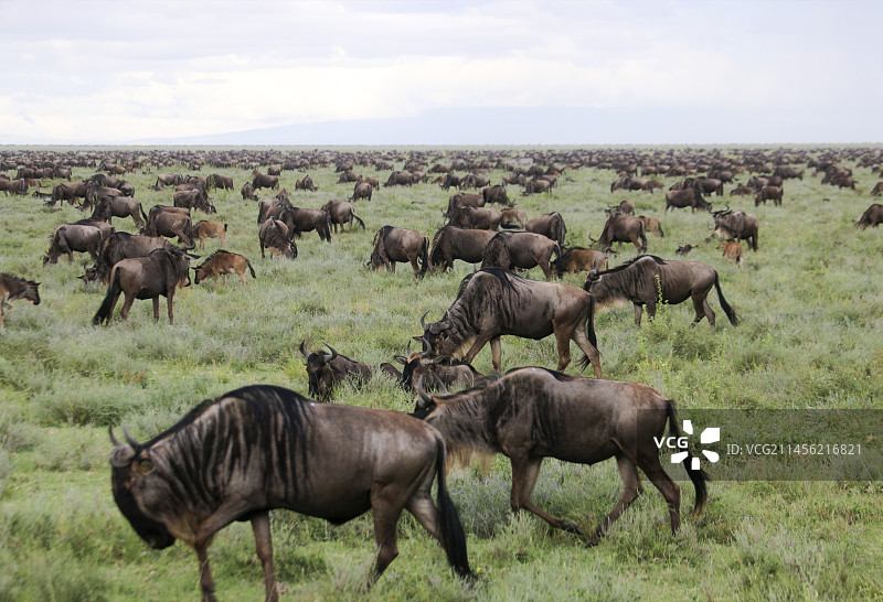 蓝角马迁徙图片素材