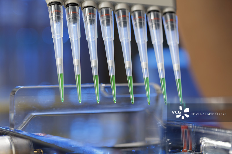 用于凝胶电泳的移液管取样图片素材