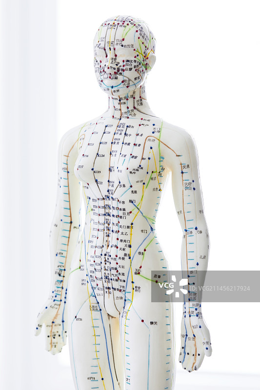 针灸模型图片素材