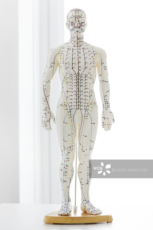 针灸模型图片素材