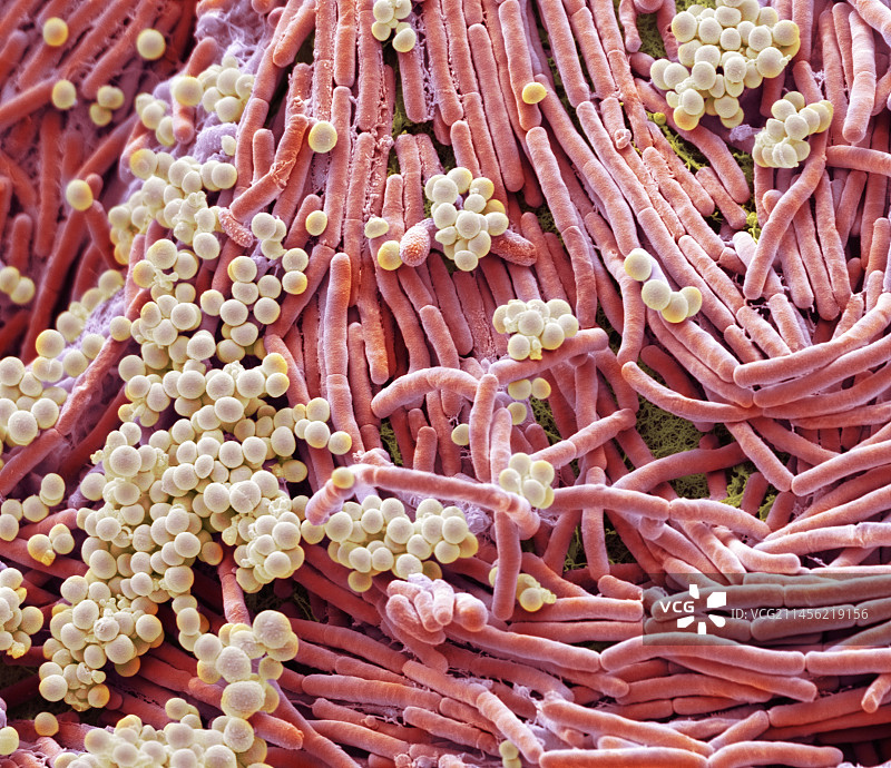 手机上的细菌，扫描电镜照片图片素材