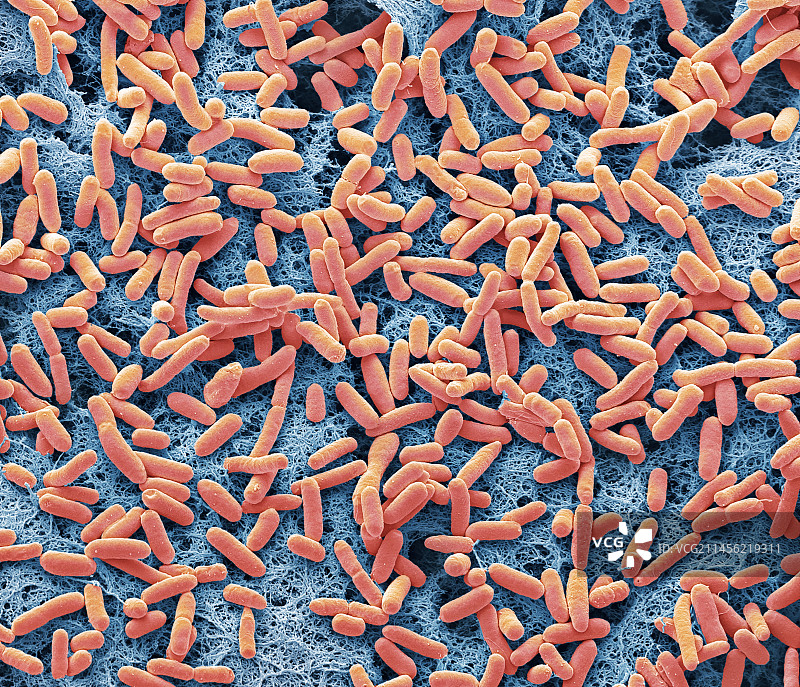 大肠杆菌扫描电镜图图片素材