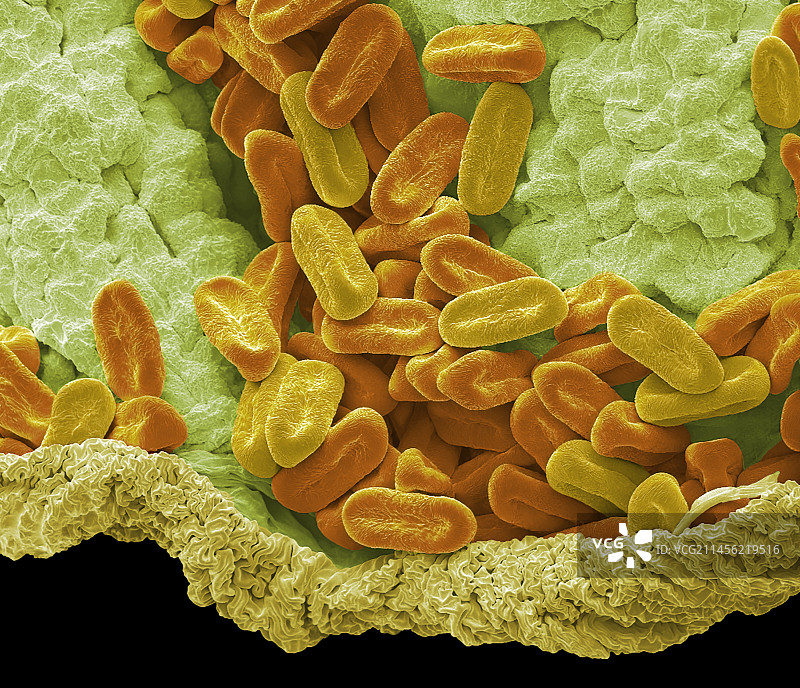 马鞭草花粉，扫描电镜显微图图片素材