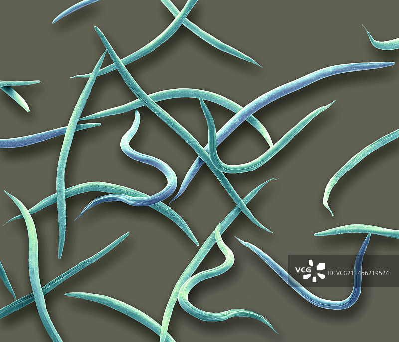 线虫，扫描电子显微镜图像图片素材
