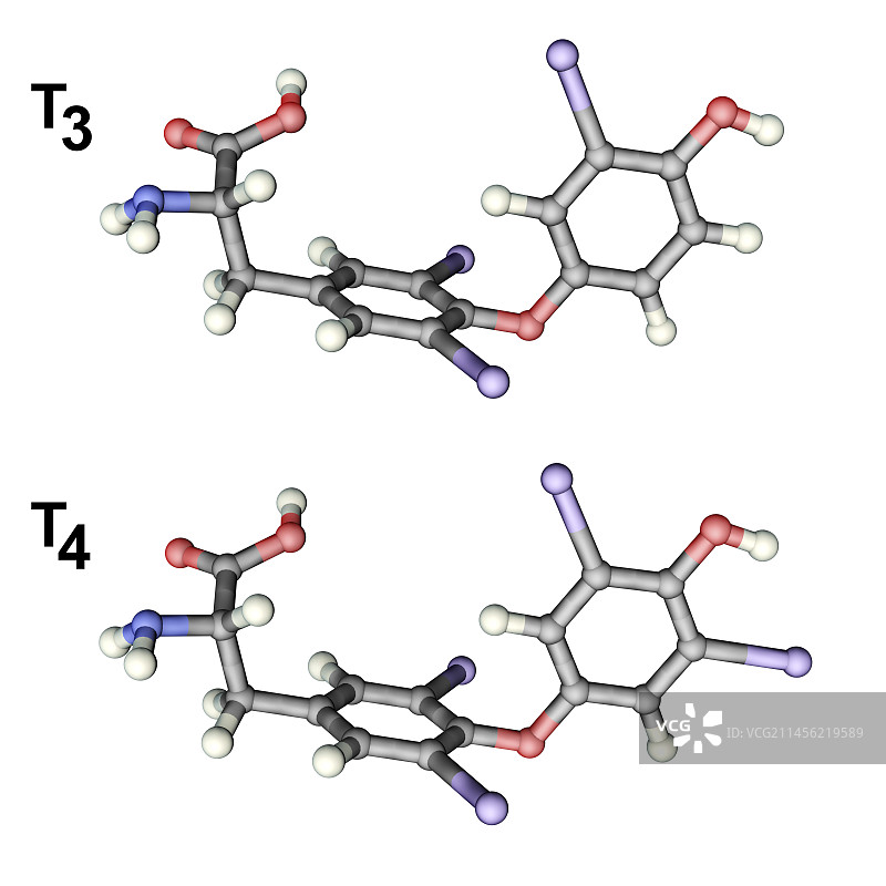 三碘甲状腺素和甲状腺素激素分子模型图片素材