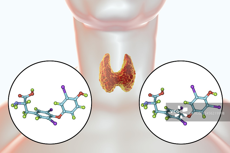 甲状腺与甲状腺激素分子结构图图片素材