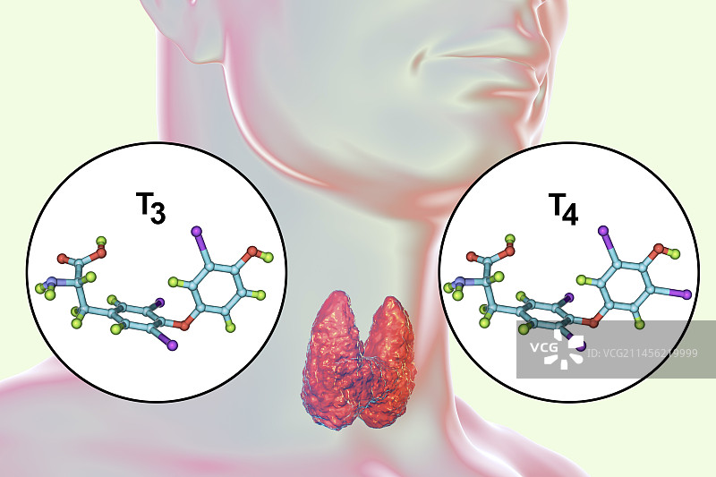 甲状腺与甲状腺激素分子结构图图片素材