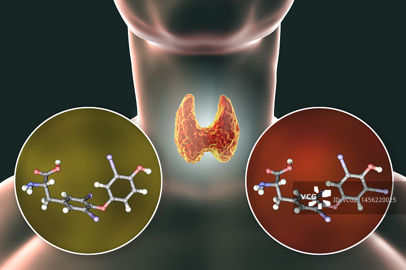 甲状腺与甲状腺激素分子结构图图片素材