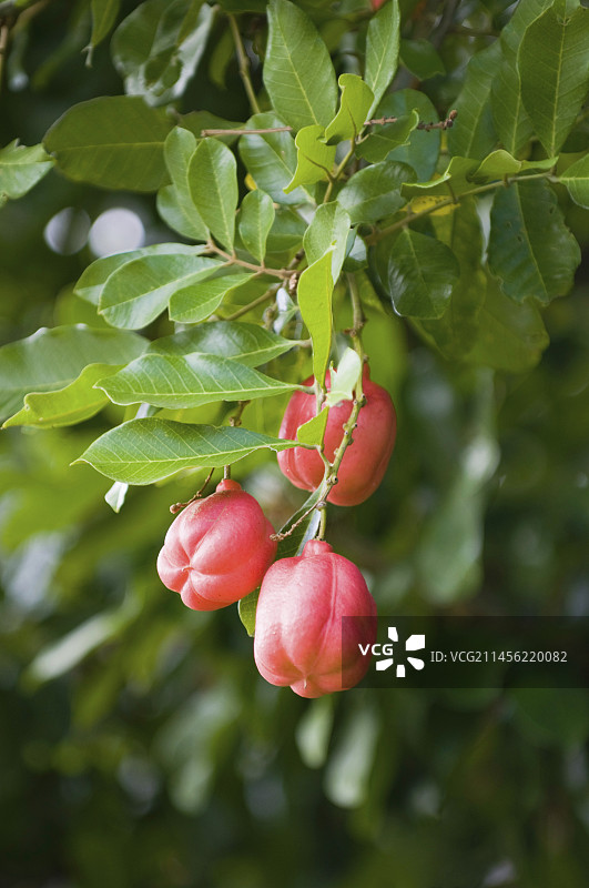 西非荔枝果图片素材