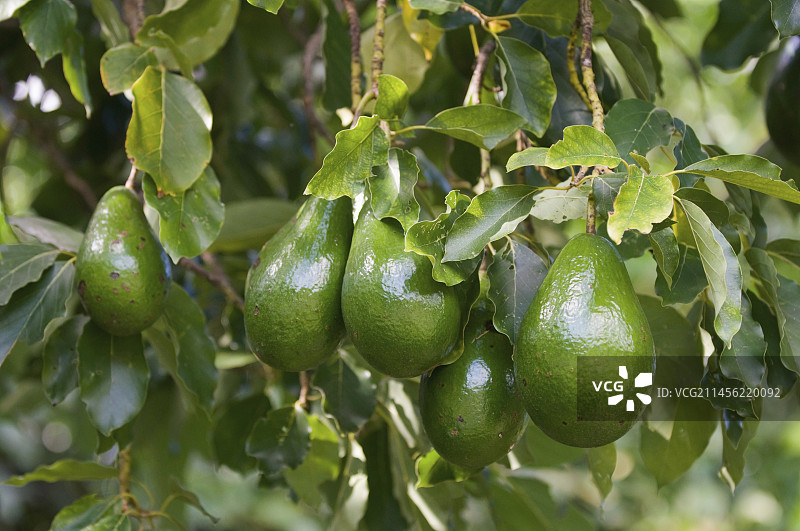 一束成熟的鳄梨图片素材