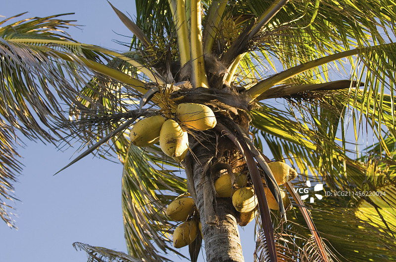 椰子树图片素材