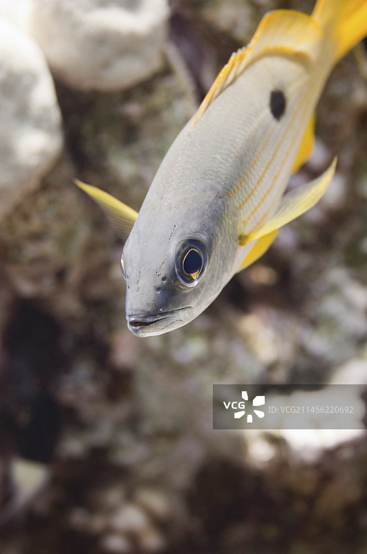 点纹 snapper 鱼图片素材